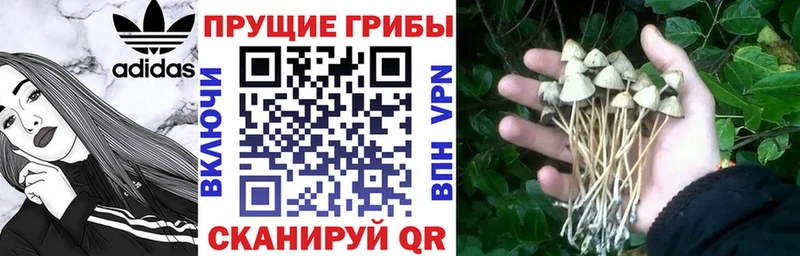 где найти   Владимир  Галлюциногенные грибы Psilocybine cubensis 